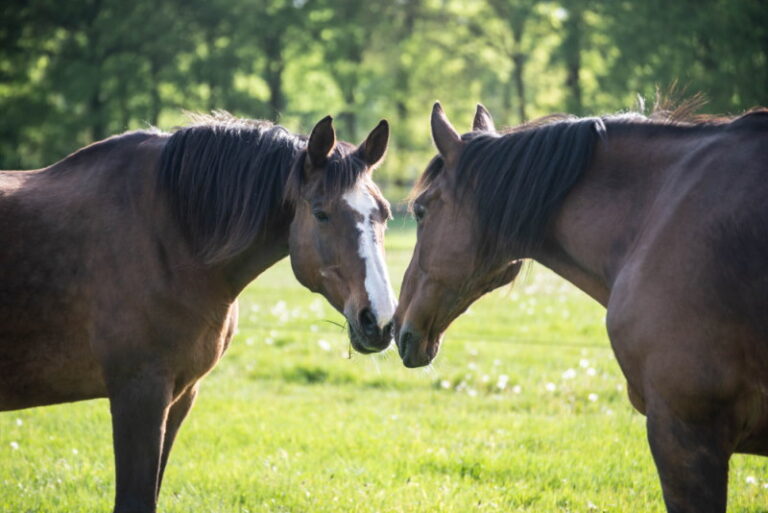 Namen van de Mannetjes & Vrouwtjes bij 50+ Dieren - Dierenfun