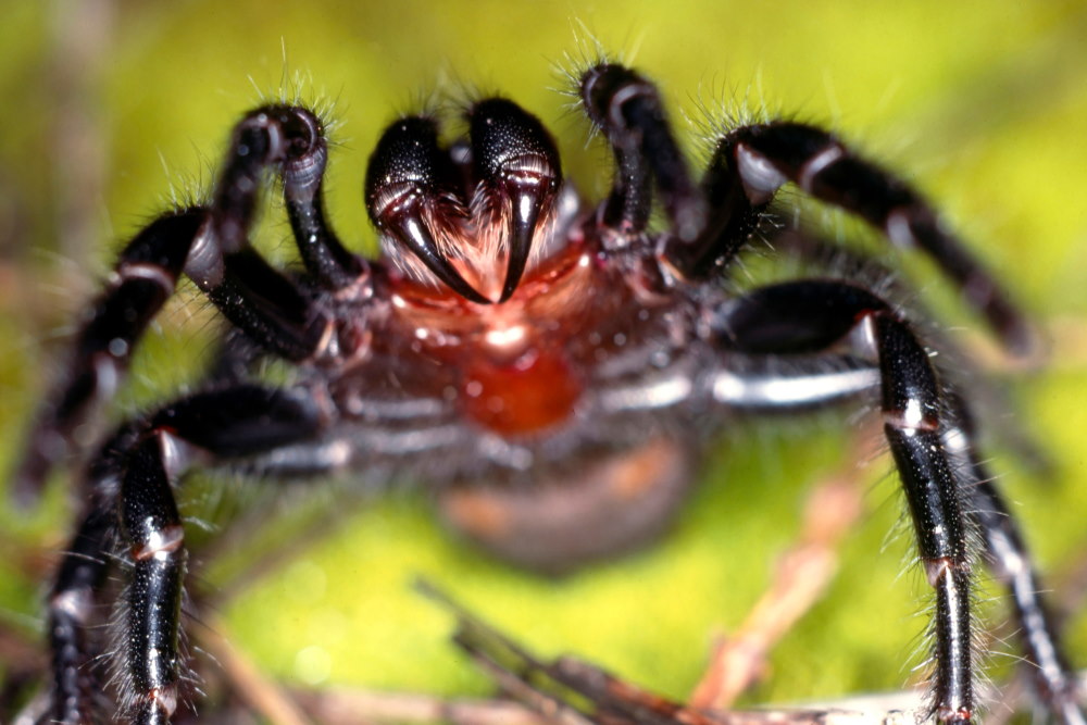 Australische tunnelwebspin