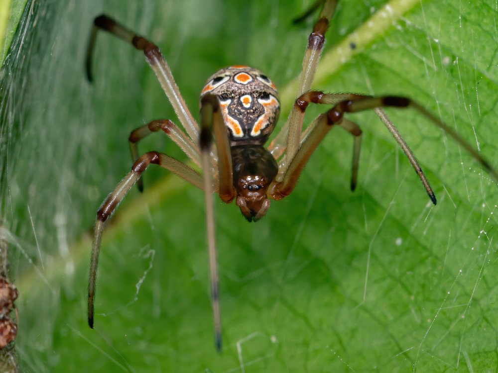 Bruine weduwe