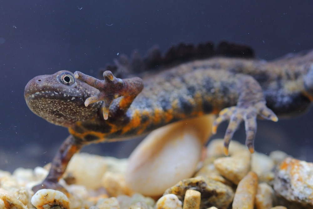 Italiaanse kamsalamander