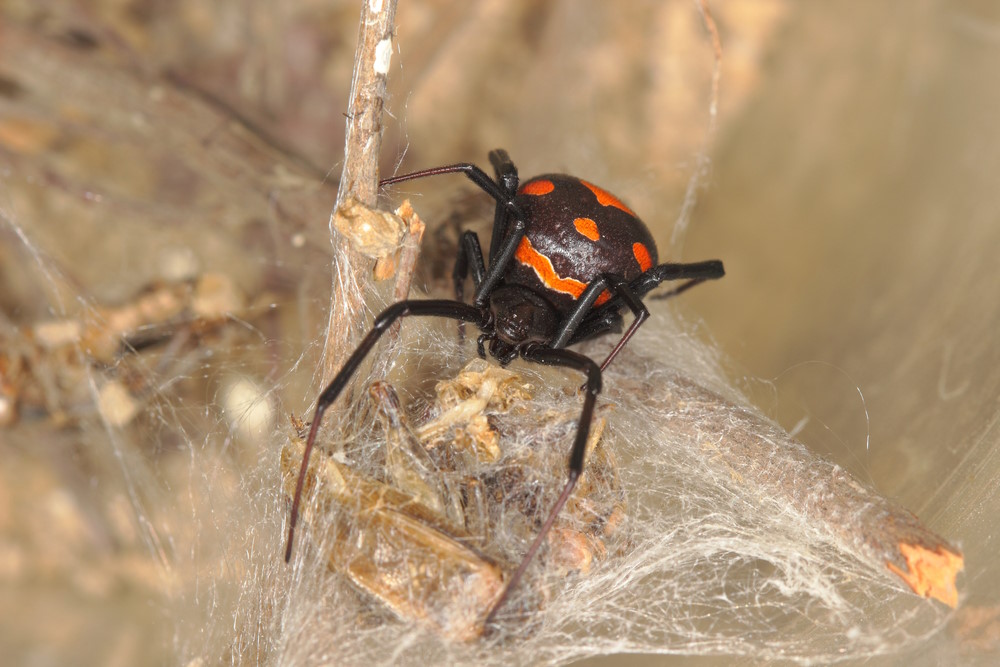 latrodectus bishopi