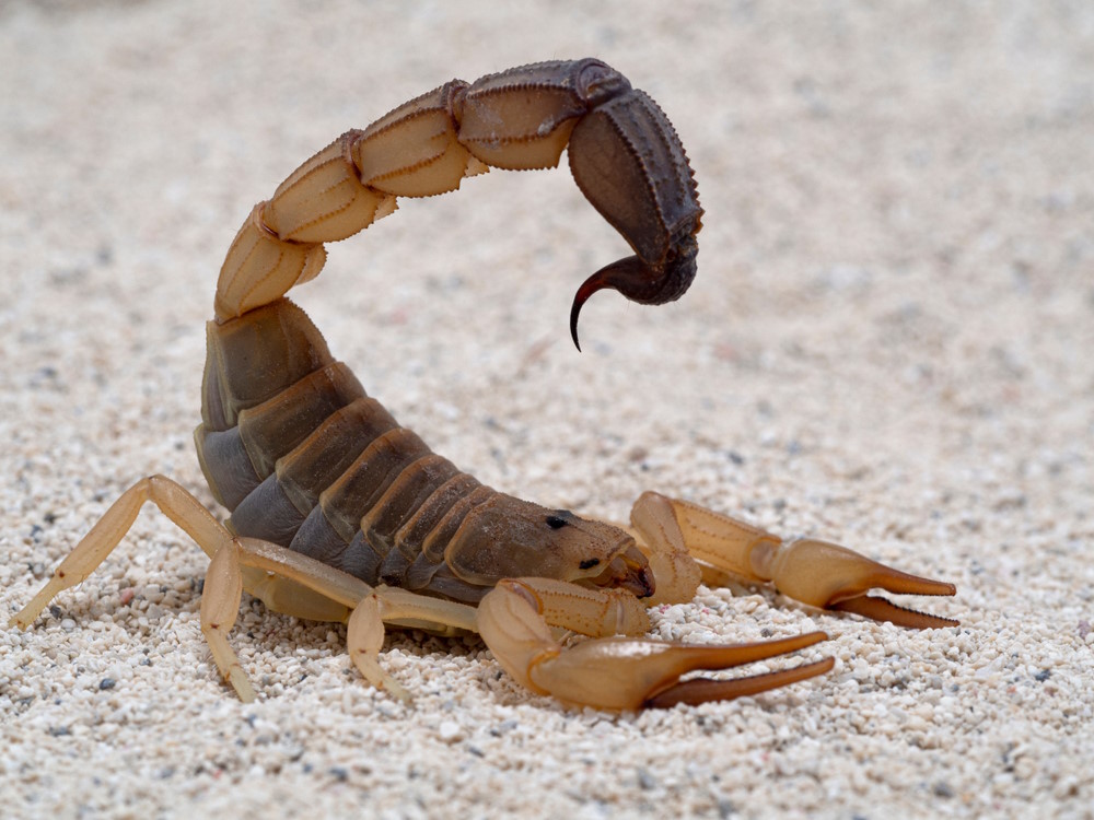 Androctonus australis