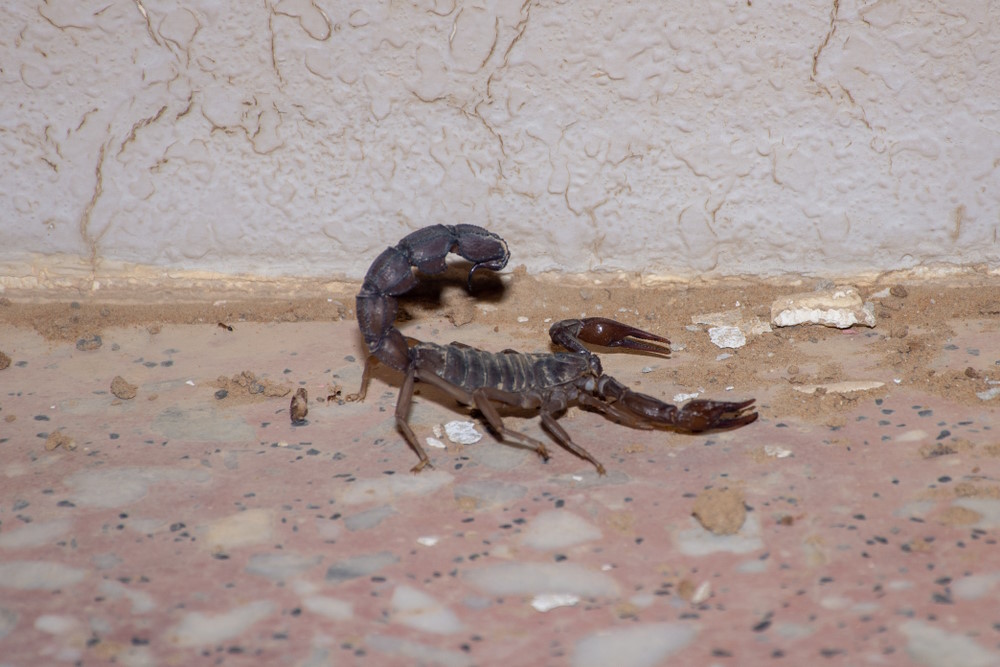 Androctonus crassicauda