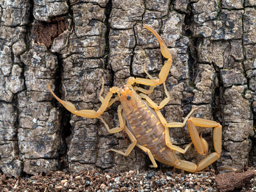 Centruroides sculpturatus