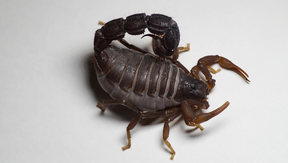 Parabuthus transvaalicus
