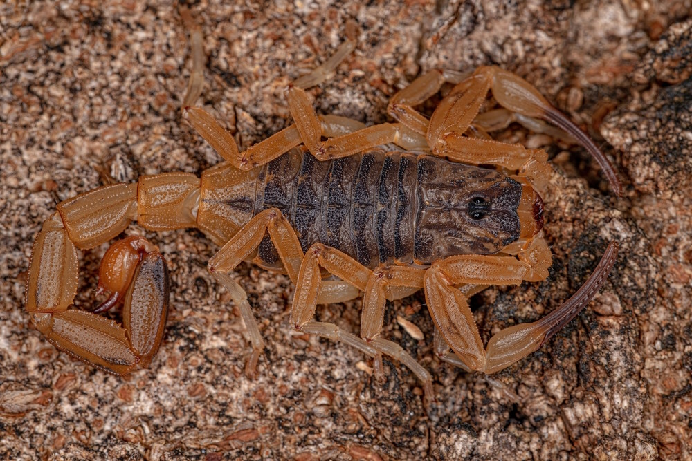 Tityus serrulatus