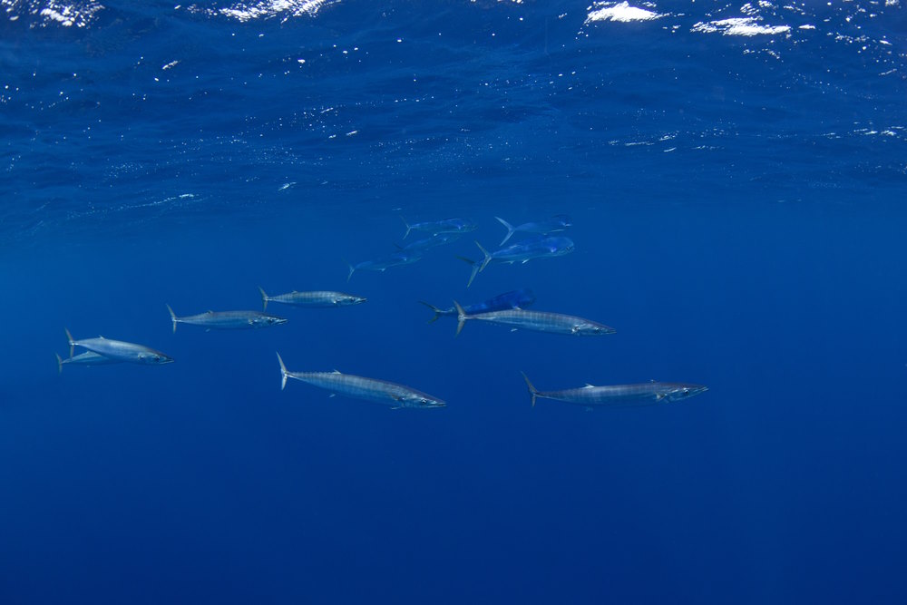 wahoo