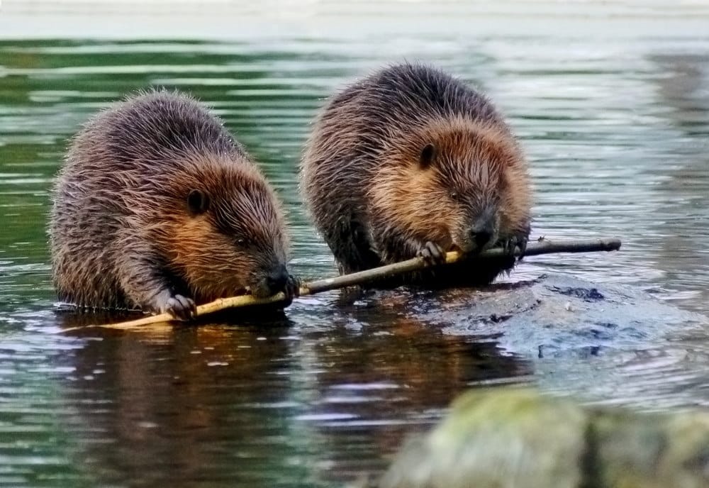 Twee bevers knagen samen aan een tak