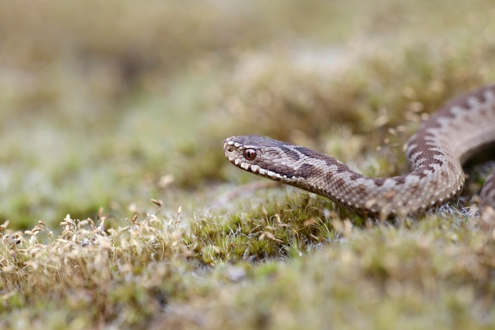 Adder Adder