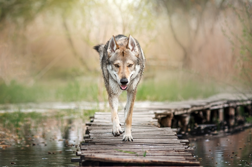 Czechoslovakian,Wolfdog,Walk,In,Nature,In,Spring Czechoslovakian,Wolfdog,Walk,In,Nature,In,Spring