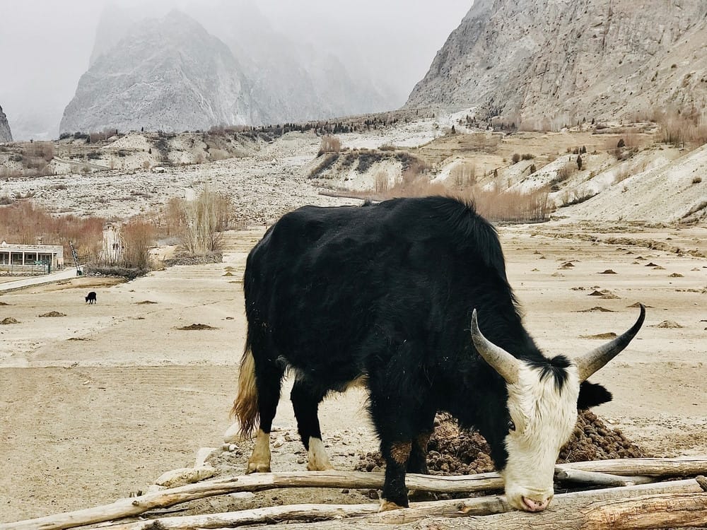 beefalo
