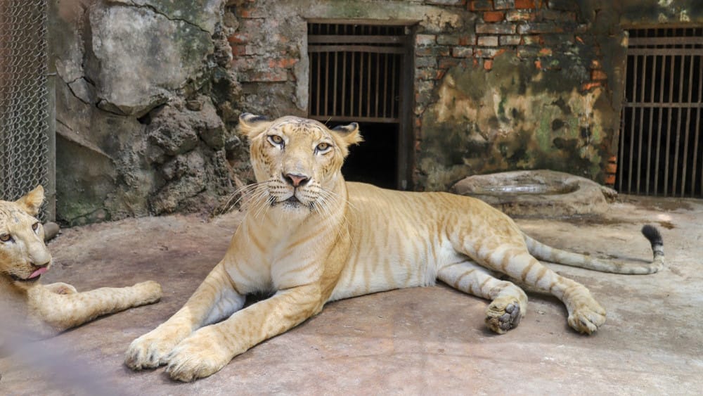 lijger