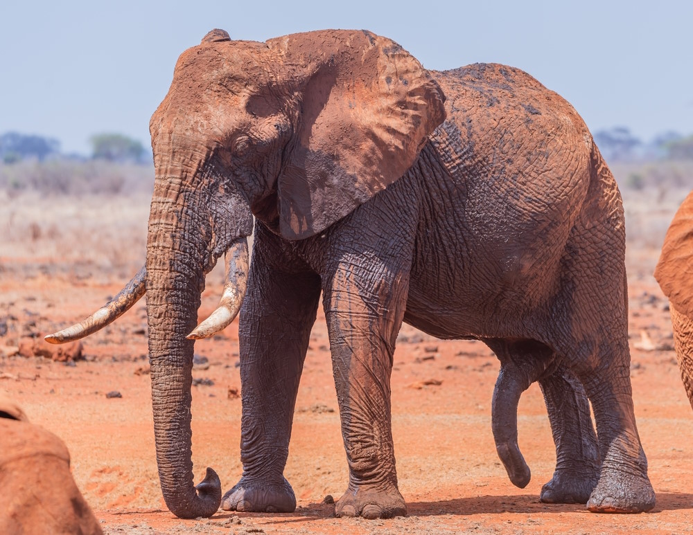olifant penis