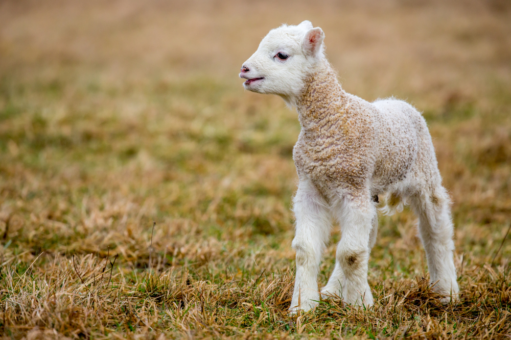 Small,Sheep,-,Goat,Hybrid,Baby Small,Sheep, ,Goat,Hybrid,Baby