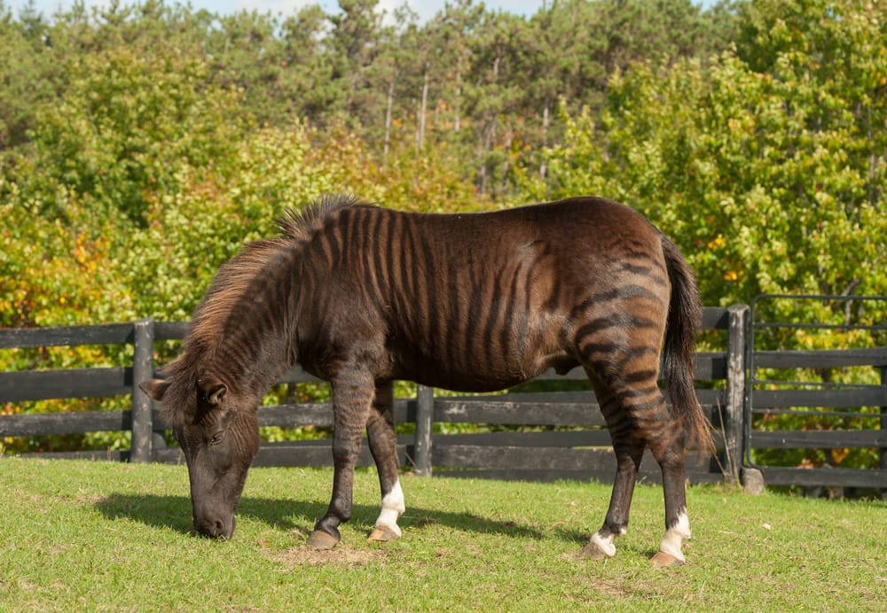 zorse