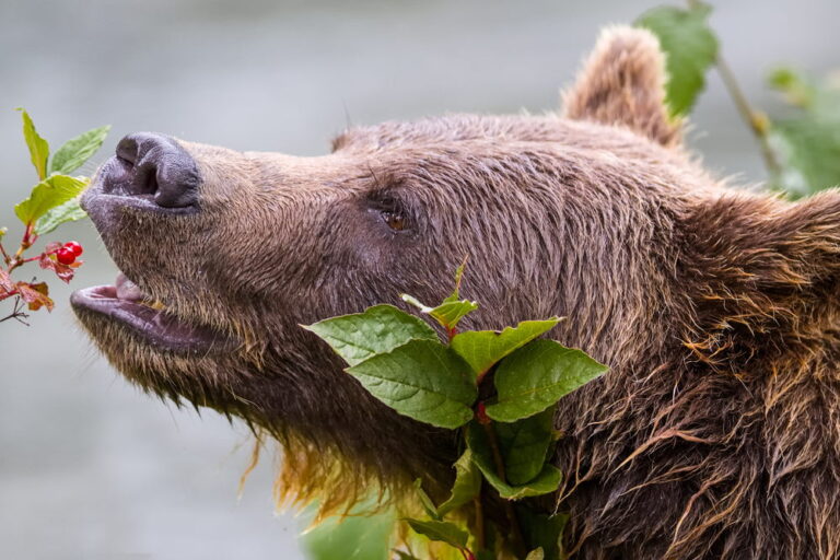 11 Grizzly Beer weetjes over deze super sterke beer - Dierenfun