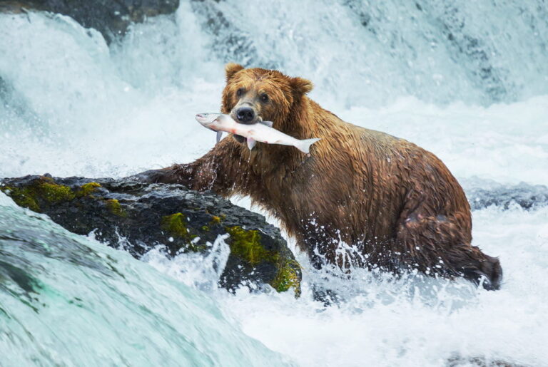 11 Grizzly Beer weetjes over deze super sterke beer - Dierenfun