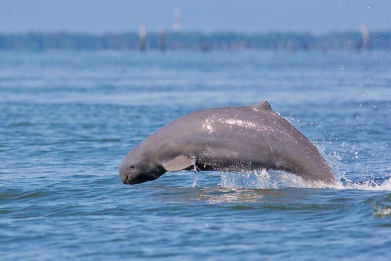 Subfin 10 Fantastische Dieren in Vietnam - Dierenfun