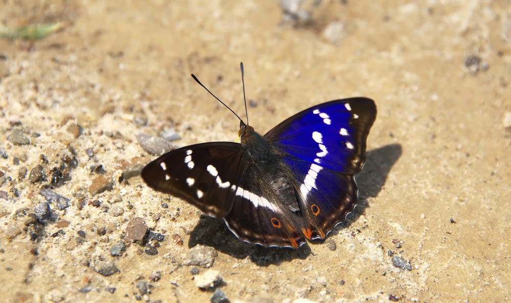 Purple,Emperor,(apatura,Iris).,Photo,Was,Taken,In,Roztochia,(ukraine, Purple,Emperor,(apatura,Iris).,Photo,Was,Taken,In,Roztochia,(ukraine,