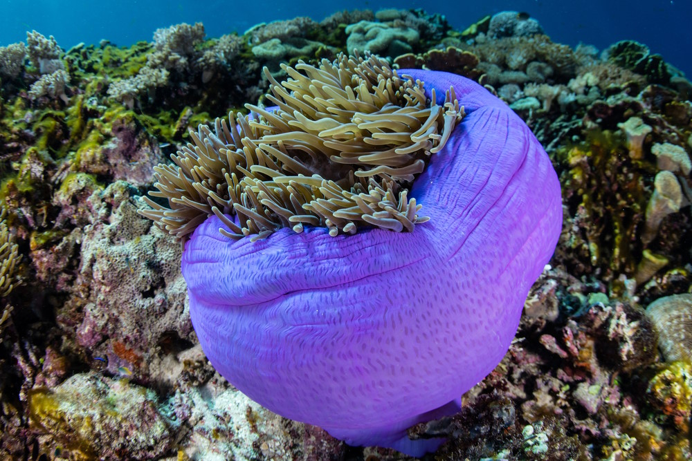 A,Purple,Magnificent,Anemone,(heteractis,Magnifica),Grows,On,A,Coral A,Purple,Magnificent,Anemone,(heteractis,Magnifica),Grows,On,A,Coral