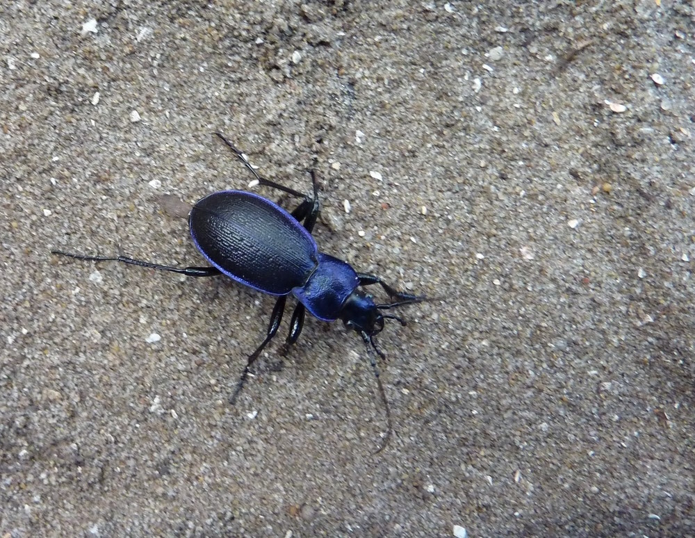 Common,Violet,Ground,Beetle,(carabus,Vilaceus) Common,Violet,Ground,Beetle,(carabus,Vilaceus)