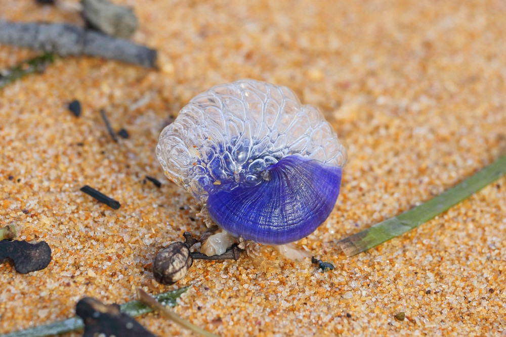 Purple,Sail,Snail,Or,Janthina,Janthina,On,The,Beach Purple,Sail,Snail,Or,Janthina,Janthina,On,The,Beach
