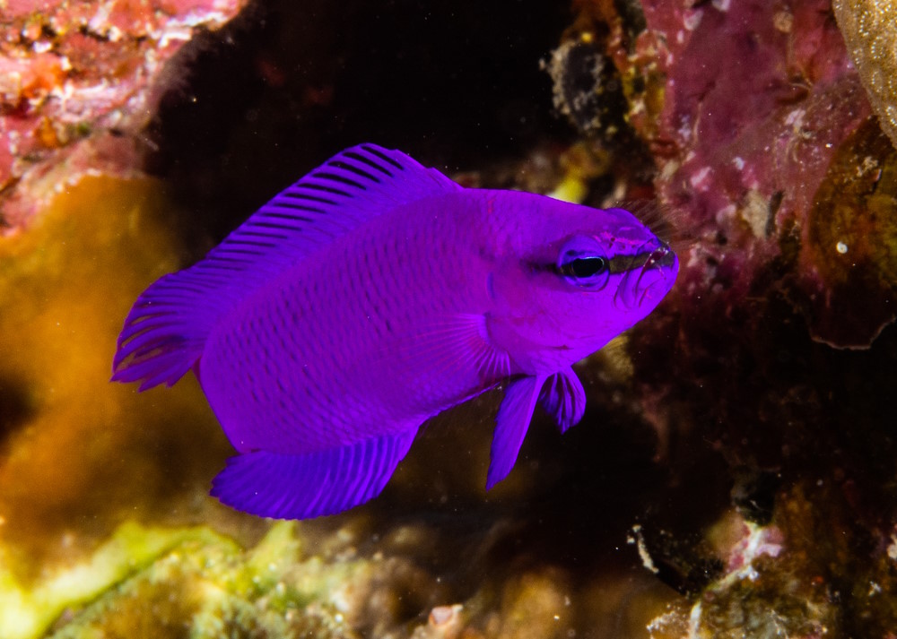 Pseudochromis,Fridmani,-,Red,Sea Pseudochromis,Fridmani, ,Red,Sea