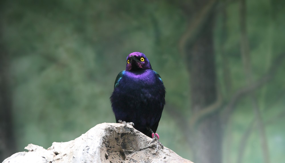 A,Close-up,Shot,Of,A,Purple,Starling.,Lamprotornis,Purpureus A,Close up,Shot,Of,A,Purple,Starling.,Lamprotornis,Purpureus