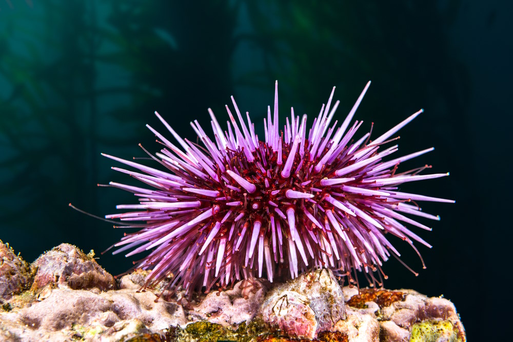 A,Purple,Sea,Urchin,Rests,Atop,A,Reef,Hoping,To A,Purple,Sea,Urchin,Rests,Atop,A,Reef,Hoping,To