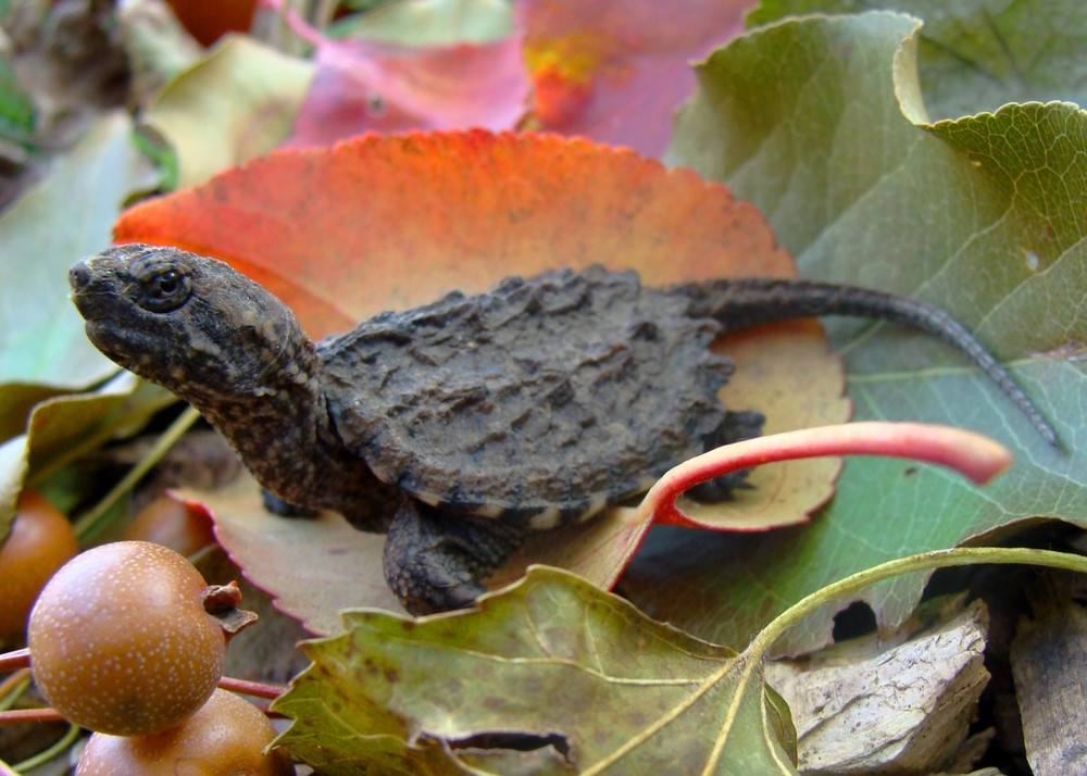 Neonate,(newborn),Common,Snapping,Turtle,,Cheldyra,Serpentina,,With,Egg,Tooth