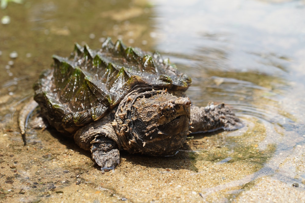 Alligator,Snapping,Turtle,In,The,Small,Pool