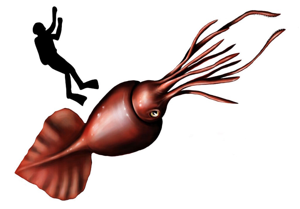 10 Weetjes over de Kolossale inktvis – De allergrootste inktvis Colossal squid