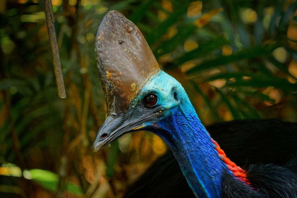 helmkausaris