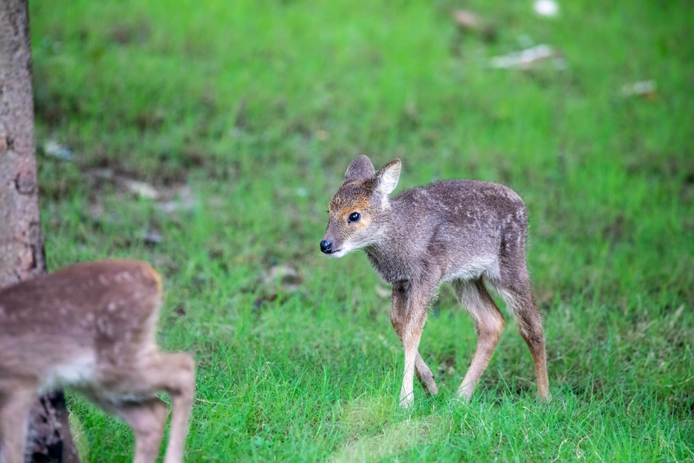 The,Calf,Of,Water,Deer,(hydropotes,Inermis).,It,Is,A