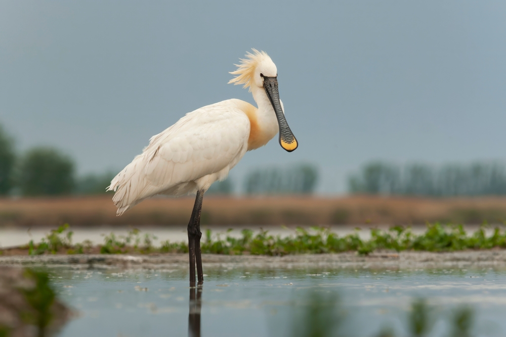 12 weetjes over de Lepelaar Eurasian,Spoonbill,,Platalea,Leucorodia,,In,Hungary,During,Spring.