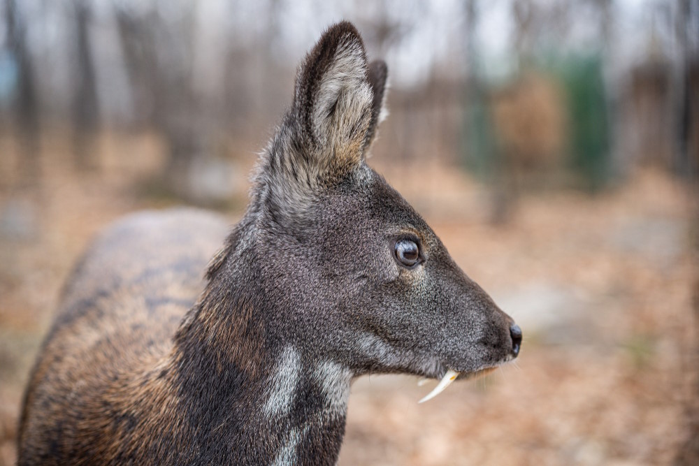 Siberian,Musk,Deer,,A,Rare,Pair,Hoofed,Animal,With,Fangs