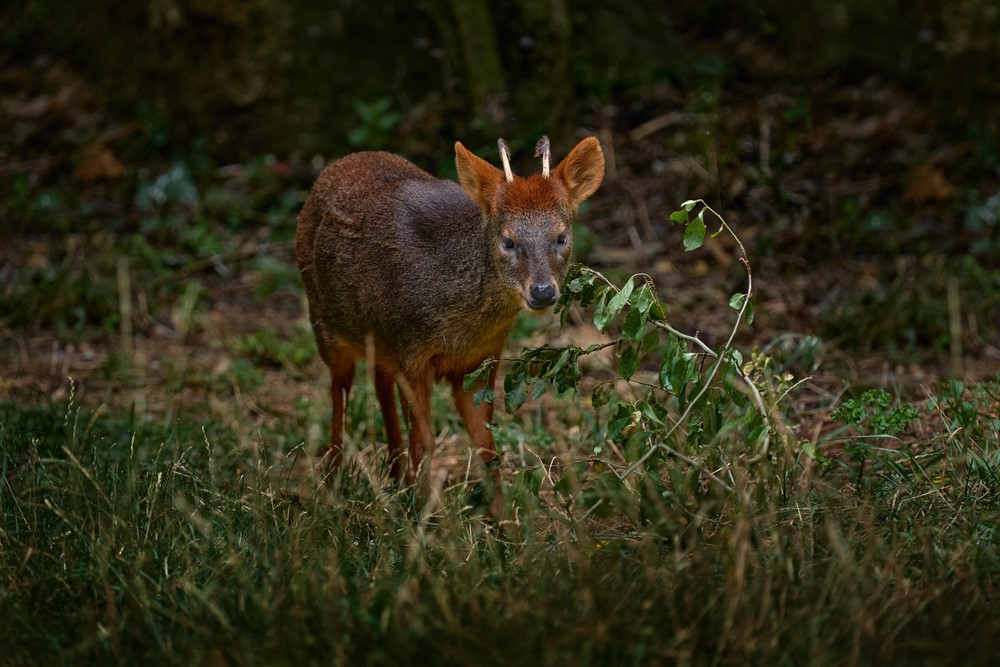 Southern,Pudu,,Pudu,Puda,,Male,The,Nature,Habitat,,Forest,In