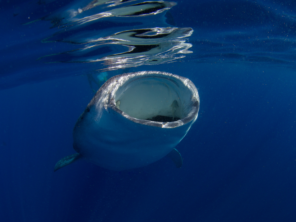 Whale,Shark,Mouth,Open,,Mexico