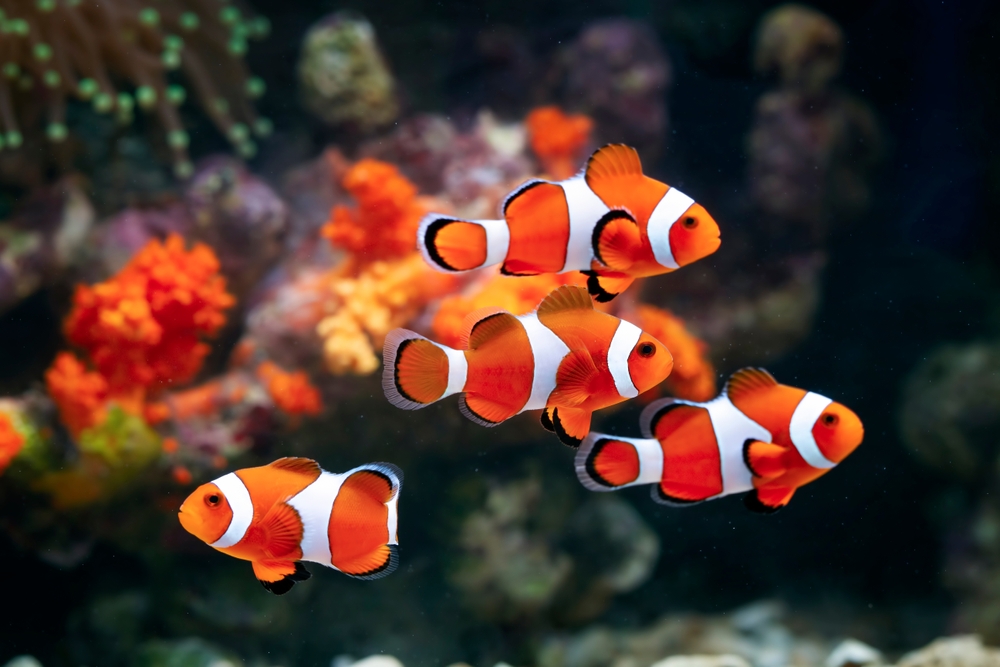 A,Group,Of,Anemone,Fish,Playing,On,The,Coral,Reef,