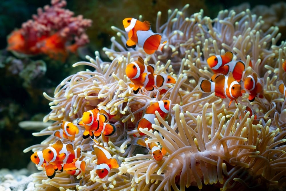 10 Weetjes Over Clownvissen Dierenfun