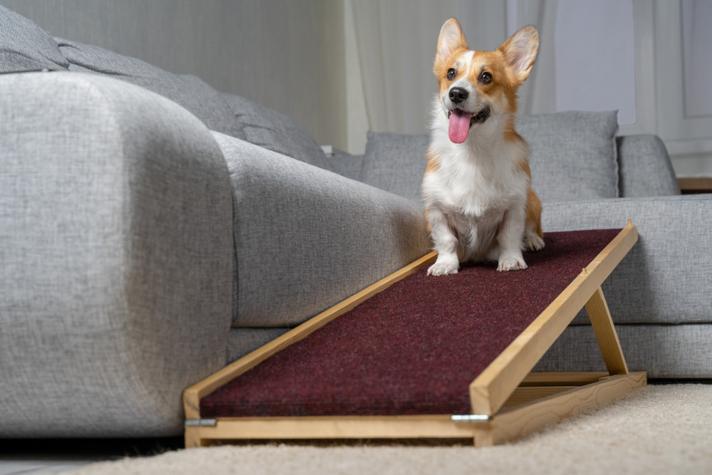 A,Welsh,Corgi,Pembroke,Dog,,,Sits,On,A,Home,Ramp.