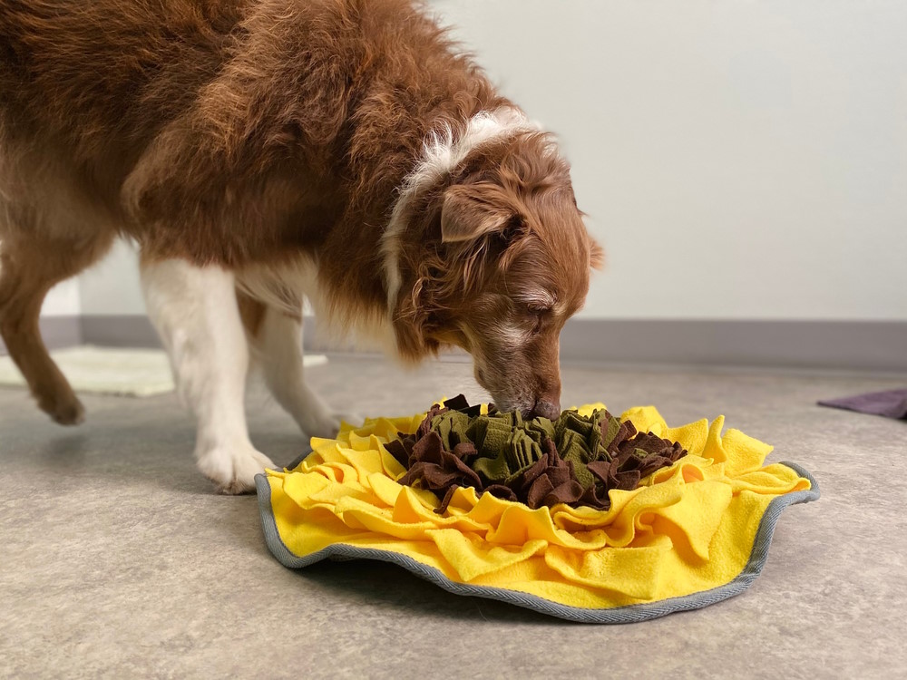 Purebred,Senior,Australian,Shepherd,Dog,Enjoying,Environmental,Sensory,Enrichment,Activity