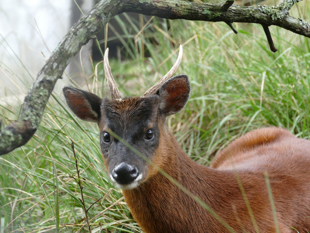 Northern,Pudu,(pudu,Mephistophiles),,Ecuador.,The,Smallest,Species,Of,Deer