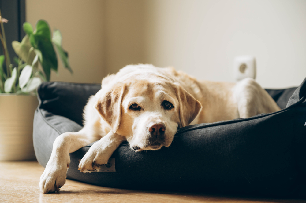 An,Elderly,Labrador,In,His,Bed.,Home,Shooting.,Lifestyle.