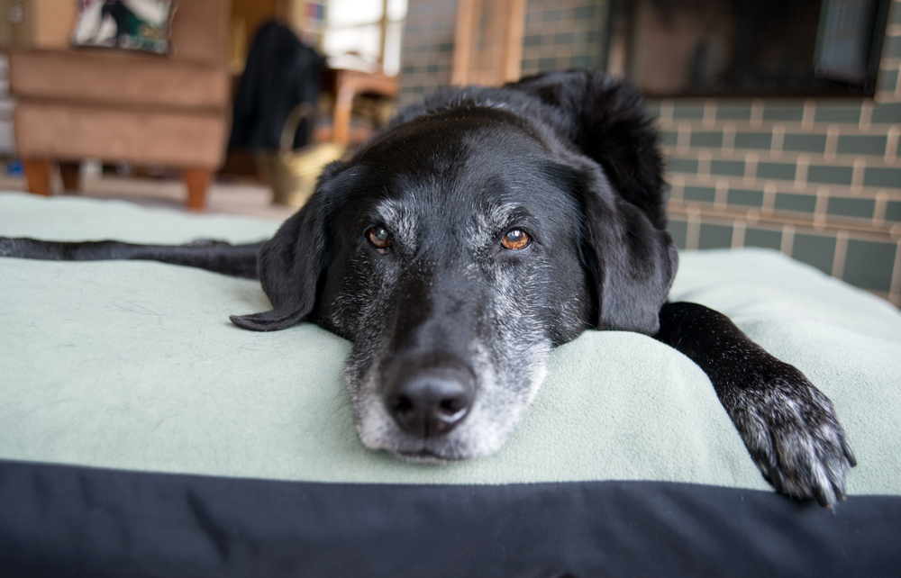 Old,Black,Dog,With,Gray,Muzzle,Relaxing,At,Home