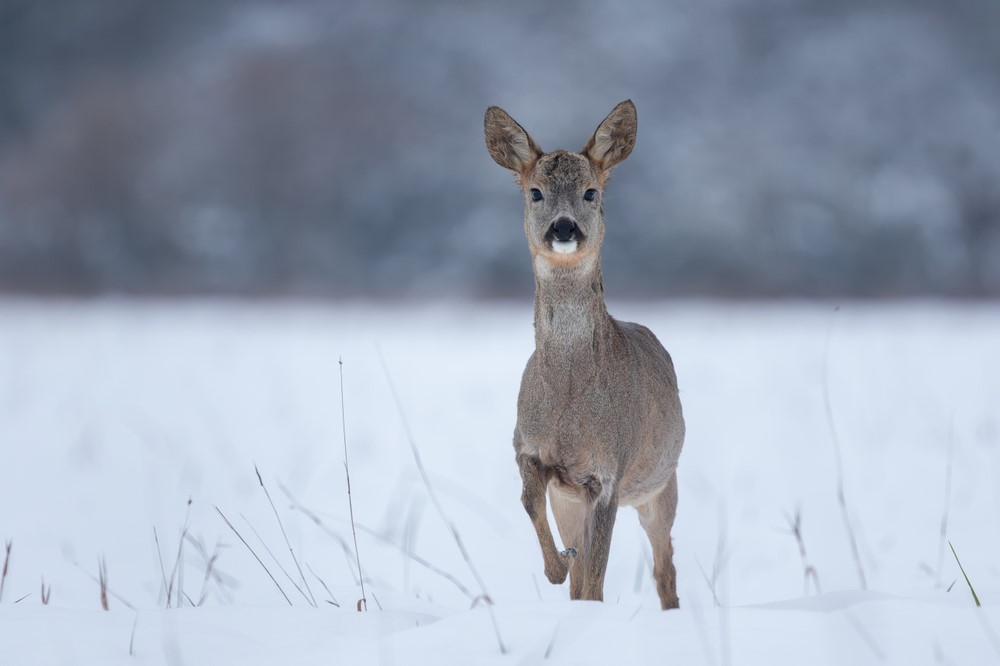 Curious,Young,Roe,Deer,Buck,Standing,With,One,Leg,Raised
