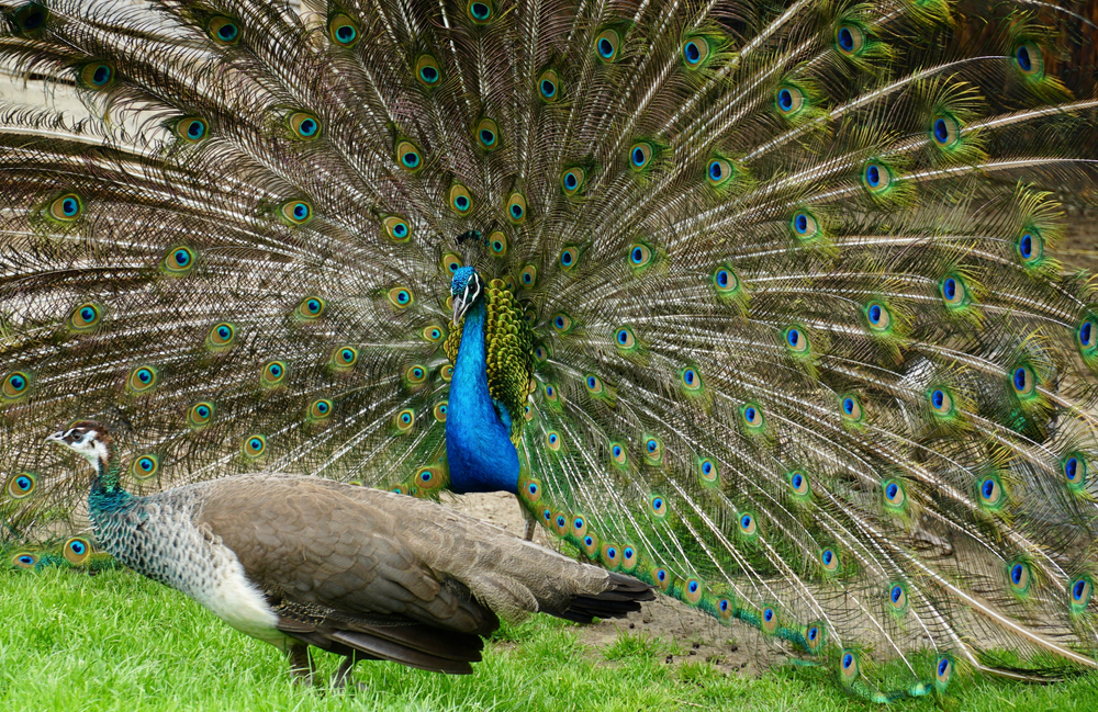 A,Pair,Of,Peafowl,,A,Female,Peahen,In,The,Foreground