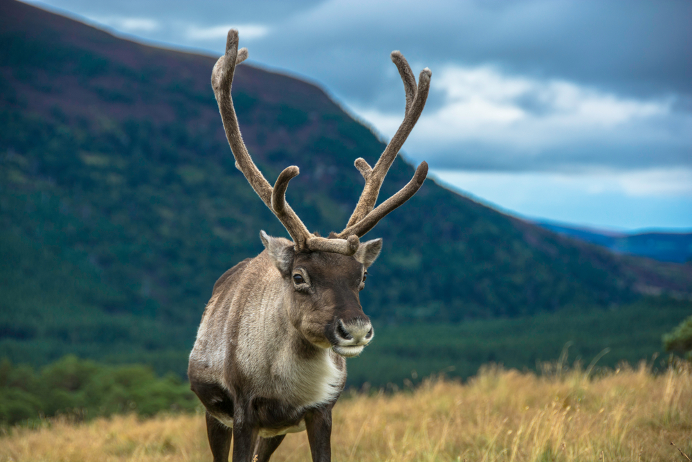 Reindeer,In,The,Scottish,Highlands,,United,Kingdom