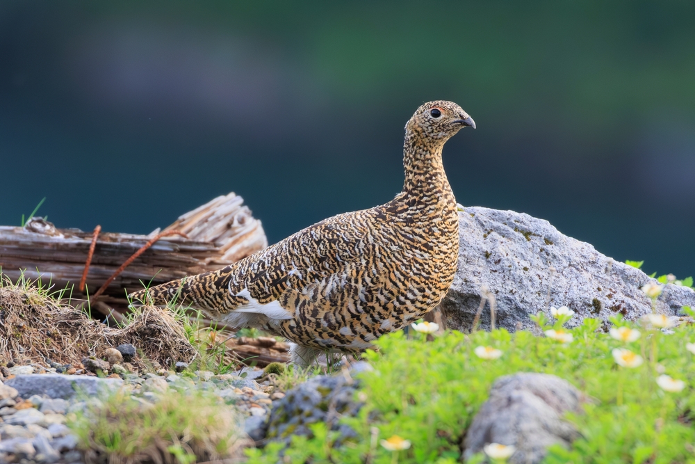 Ptarmigan,Living,In,Murododaira,In,The,Northern,Alps,In,Early