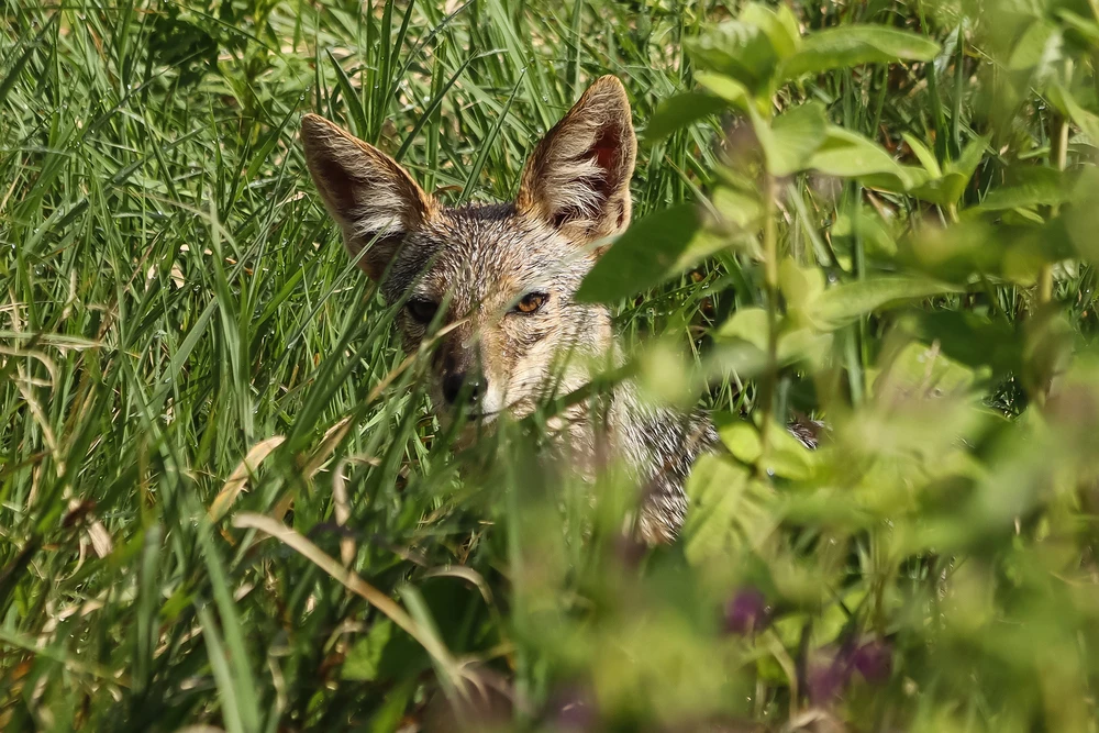 coyote aanpassingvermogen coyote aanpassingvermogen